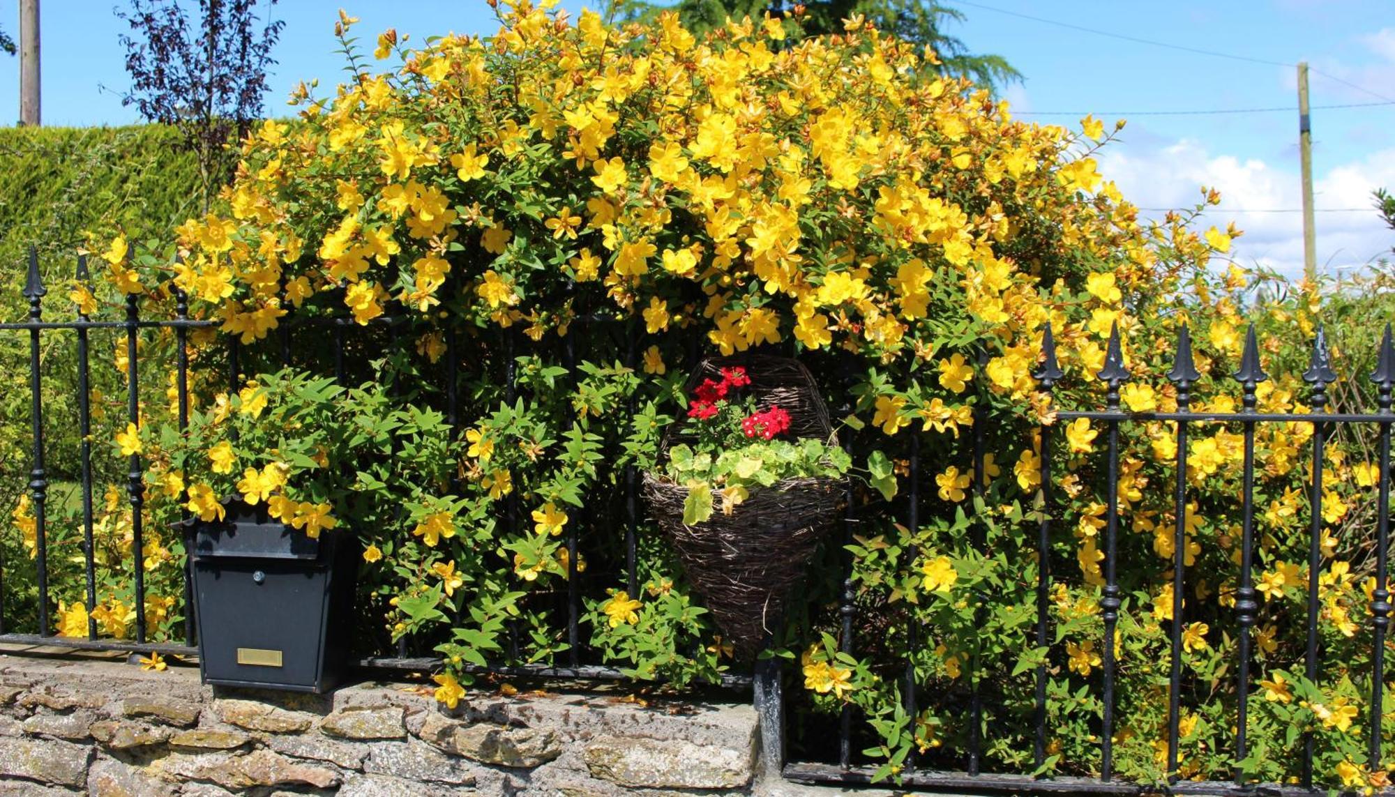Charlotte'S Way B&B Banagher Dış mekan fotoğraf